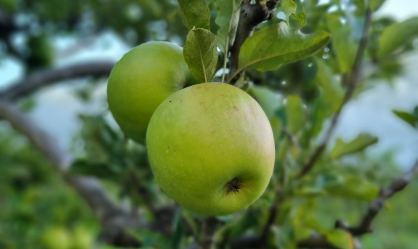 Denmark Apples (1) (Large)