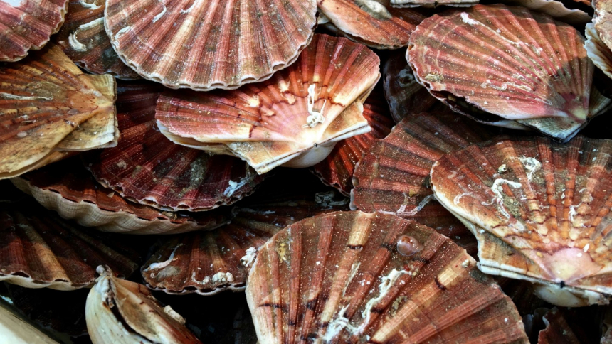 scallop shells